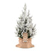 Picea glauca Conica - Zuckerhutfichte - Grün - Weiß - Weihnachtsbaum - inkl. Jutesack - Ø19cm - ↕65cm Bild 2