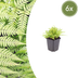 6x Wurmfarn (Dryopteris filix-mas) - 10-25cm - Topf Ø9cm Bild 1