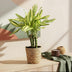 Green boutiQ - Zimmerpflanzen - Dracaena fragrans Diamond Dream - Drachenbaum - Wenig Pflege - mit Korb - Bunt - 2 Pflanzen - Topf 17cm - Höhe 50-55cm Bild 5