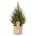 Picea glauca Conica - Zuckerhutfichte - Grün - Weihnachtsbaum - inkl. Jutesack - Ø17cm - ↕65cm Bild 2