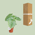 Philodendron Sodiroi - Ø15cm - ↕45cm Bild 4