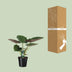 Alocasia Wentii Elefantenohr - Ø19cm - ↕70cm Bild 8