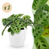 Green BoutiQ: 2 Maranta Fascinator Prayer Plants with white pot Bild 1