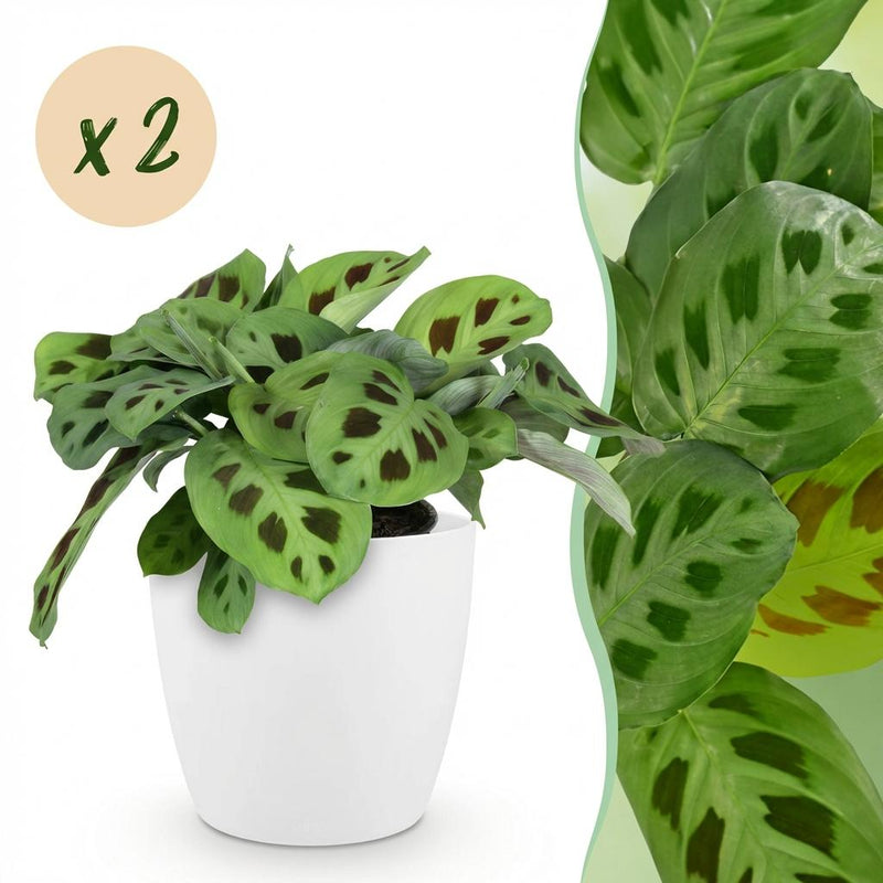 Green BoutiQ: 2 Maranta Fascinator Prayer Plants with white pot