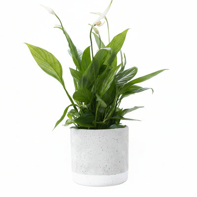 Spathiphyllum Einblatt im P&PURE Jade Keramiktopf Ø 12 cm