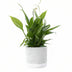 Spathiphyllum Einblatt im P&PURE Jade Keramiktopf Ø 12 cm Bild 1