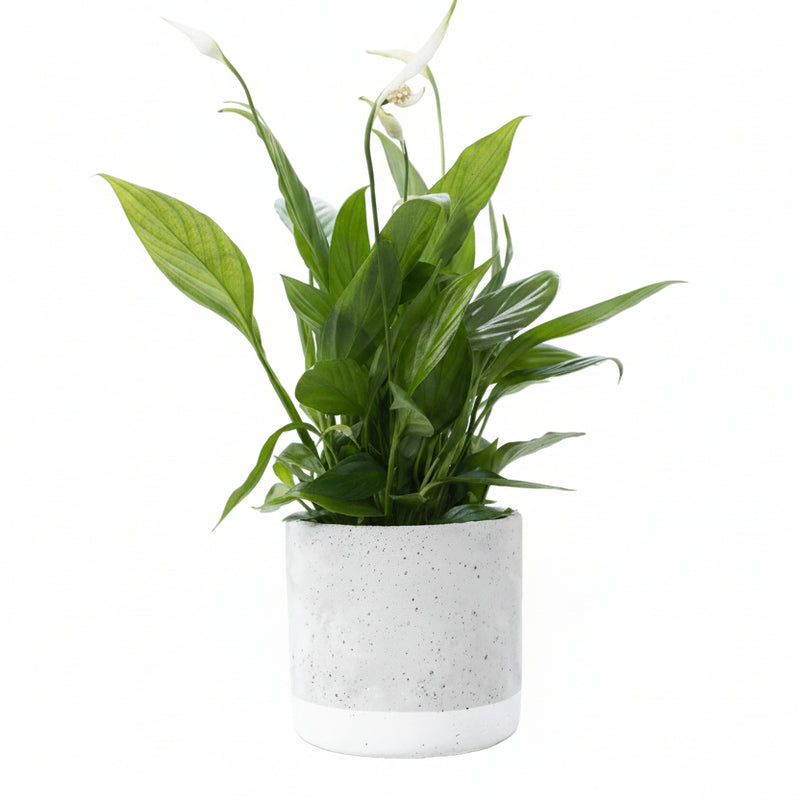 Spathiphyllum Einblatt im P&PURE Jade Keramiktopf Ø 12 cm