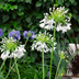 Agapanthus 'Fireworks' Topf 23cm - Zweifarbige Schmucklilie Bild 4
