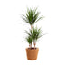 Dracaena Marginata (Ø21cm, ↕95cm) - Exotic Houseplant Bild 1