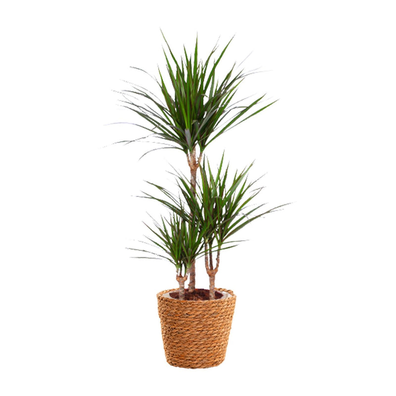 Dracaena Marginata (Ø21cm, ↕95cm) - Exotic Houseplant
