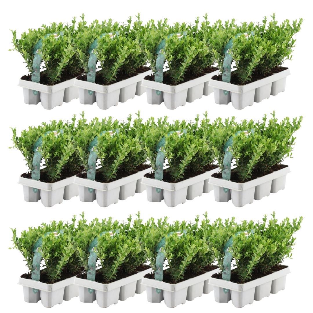 12x 6er Pack Ilex crenata 'Jenny' - Hecken- & Formschnittpflanze