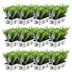 12x 6er Pack Ilex crenata 'Jenny' - Hecken- & Formschnittpflanze Bild 2