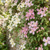 6x Clematis montana Tricolour - Kletterpflanze Ø9cm H35cm Bild 5