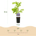 GreenboutiQ Blauregen 'Prolific' - Duftende blaue Blüte, 1 Pflanze Bild 3