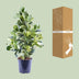 Clusia Rosea White Star - Ø24cm - ↕95cm Bild 4