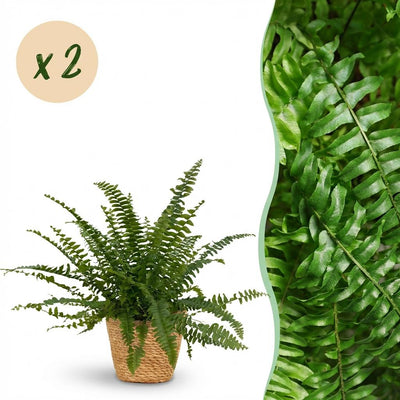 Green Lady Farn (2 Pflanzen) - Haustierfreundlich, Korb & Topf 12cm
