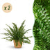 Green Lady Farn (2 Pflanzen) - Haustierfreundlich, Korb & Topf 12cm Bild 1