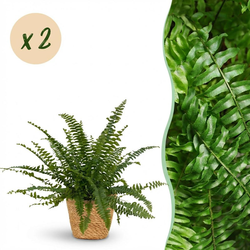 Green Lady Farn (2 Pflanzen) - Haustierfreundlich, Korb & Topf 12cm