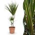 Dracaena Marginata (Drachenbaum) - pflegeleicht, 70-80cm, Topf 17cm Bild 1