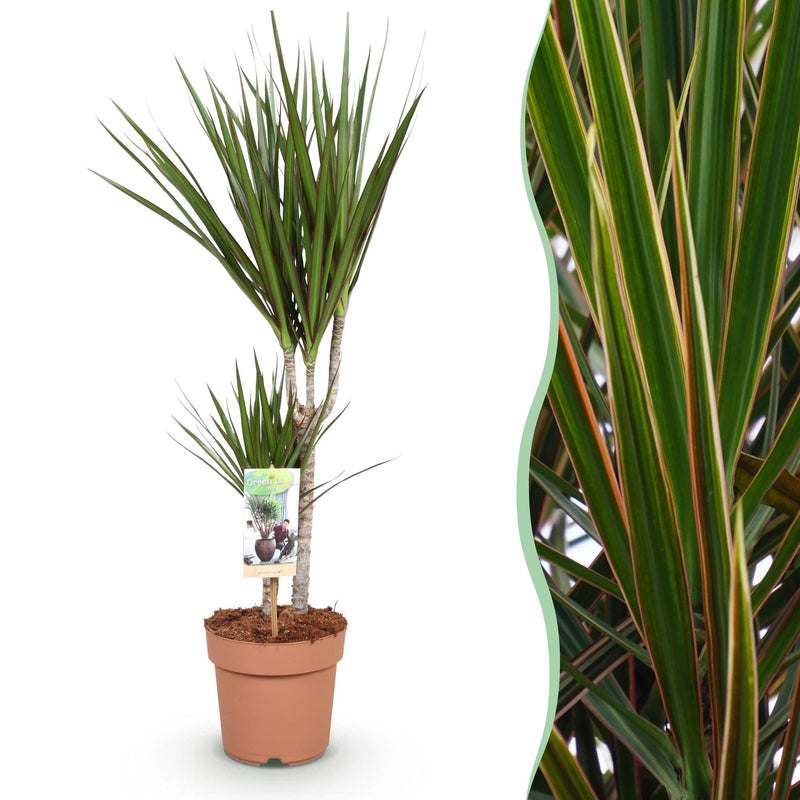 Dracaena Marginata (Drachenbaum) - pflegeleicht, 70-80cm, Topf 17cm