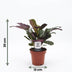 Green boutiQ - Ctenanthe Burle Marxii - Fischgräten-Gebetspflanze - 2 Pflanzen - mit Potter Weiß - Topf 12cm - Höhe - 30cm Bild 5