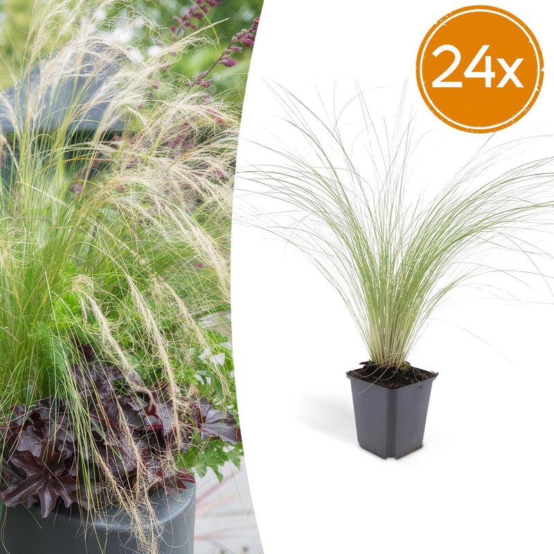 24x Ziergras Stipa tenuissima 'Ponytails' (10-25cm, Ø9cm)