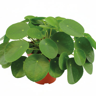 Pilea Peperomioides Zimmerpflanze Ø15cm - ↕30cm