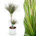 Dracaena Marginata Bicolor (Dragon Tree) Pot 21cm, 90-100cm, White Planter Bild 1