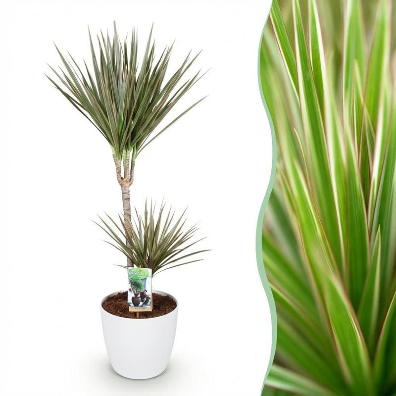 Dracaena Marginata Bicolor (Dragon Tree) Pot 21cm, 90-100cm, White Planter