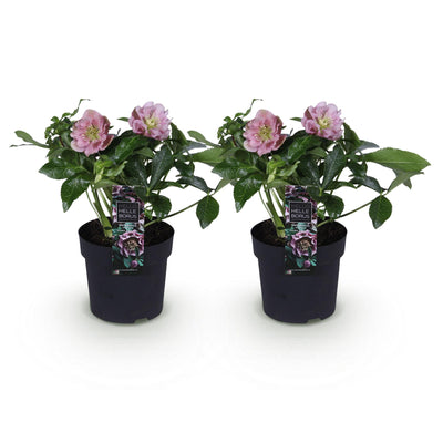 Lenzrose 'Double Ellen Pink' - 2 Pflanzen im 14cm Topf