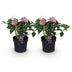 Lenzrose 'Double Ellen Pink' - 2 Pflanzen im 14cm Topf Bild 2
