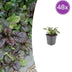 48x Ajuga reptans 'Catlin's Giant' Ground Cover, 10-25cm, Ø9cm Bild 1