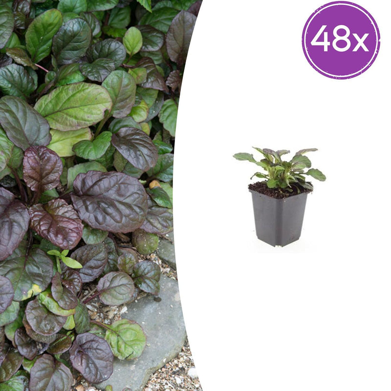 48x Ajuga reptans 'Catlin's Giant' Ground Cover, 10-25cm, Ø9cm