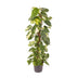 Epipremnum Pinnatum: Large Houseplant Ø24cm, 120cm tall Bild 1