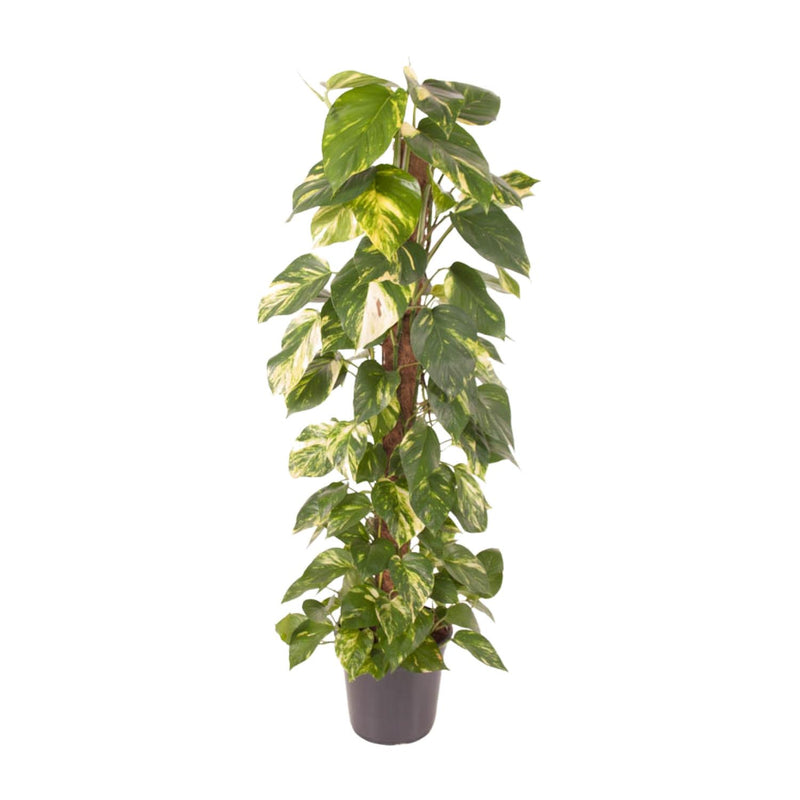 Epipremnum Pinnatum: Large Houseplant Ø24cm, 120cm tall