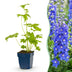 Green boutiQ - Perennial - Delphinium (P) Blue Bird - Larkspur - Bee and Butterfly Attractors - Blue - 3 Plants - Pot 11cm - Height 15-25cm Bild 1