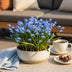 GreenboutiQ Scilla Siberica Blumenzwiebeln - 50 Stück Lila Bild 4