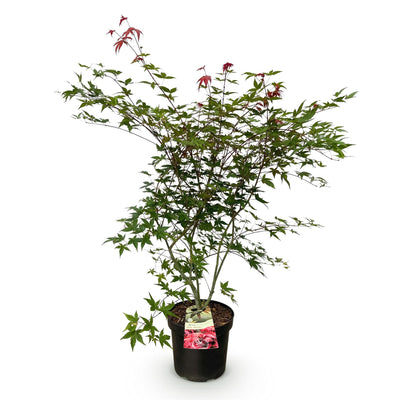Japanischer Ahorn 'Beni Maiko' - Roter Laubabwerfender Baum, Topf 26cm