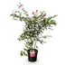 Japanischer Ahorn 'Beni Maiko' - Roter Laubabwerfender Baum, Topf 26cm Bild 2