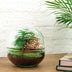 Flaschengarten Roter Kuppel DIY: Mini-Biotop mit Fittonia & Spargel Bild 2
