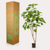 Künstlicher Ficus umbellata (Afrikanische Feige), 180 cm Bild 4