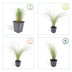 48x Federgras 'Ponytails' (Stipa tenuissima), 10-25cm, Ø9cm Bild 4