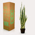 Kunstpflanze Sansevieria Trifasciata (Frauenzunge), 97 cm Bild 5