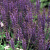 48x Salvia nemorosa 'Mainacht' blue flower spikes, 10-25cm, Ø9cm pot Bild 7