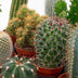 Kaktus-Set 6 Stück mit Mini-Keramiktöpfen San Juan Bild 6