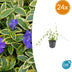 24x Vinca minor 'Blue and Gold' - ↕10-25cm - Ø9cm Bild 1