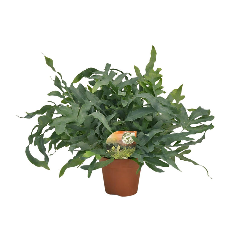 Phlebodium Blue Star Farn – Ø17cm, 60cm hoch