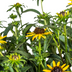Rudbeckia Fulgida Little-Goldstar, Ø19cm Topf, 45-60cm Hoch Bild 2