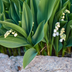 Lily of the Valley (Convallaria majalis) 10-25cm, Ø9cm Bild 7