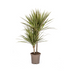 Dracaena Marginata Bicolor Topf Ø17cm, 50-70cm hoch Bild 1